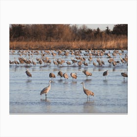 Sandhill Crane Colony Canvas Print