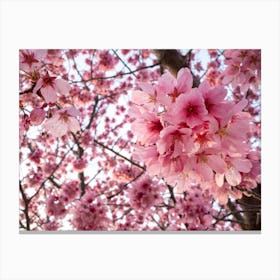 Cherry Blossoms 13 Canvas Print