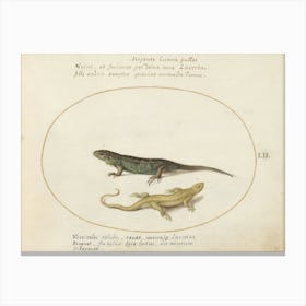 Quadervpedia Animals And Reptiles, Joris Hoefnagel (14) Canvas Print