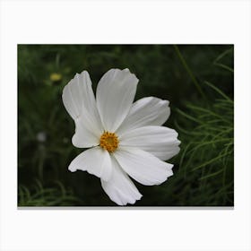 Little White Cosmos Canvas Print