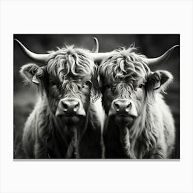 Highland Cows 2 Canvas Print