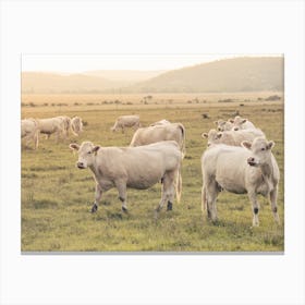 White Cow Herd Canvas Print