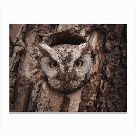 Screech Owl In Tree Canvas Print