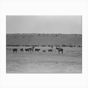 Cutting Out Calves From Herd, Roundup Near Marfa, Texas By Russell Lee Canvas Print