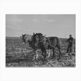 Clearing Space To Pile Topped Sugar Beets; This Makes Scooping Them Up Easier, East Grand Forks, Minnesota Canvas Print