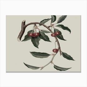 Cherry Branch Canvas Print