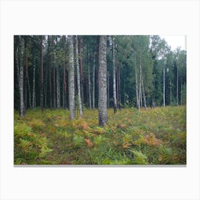 Ferns In The Forest Canvas Print