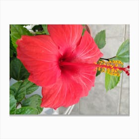 Hibiscus Flower Canvas Print