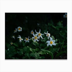 Avalanche Lilies Canvas Print