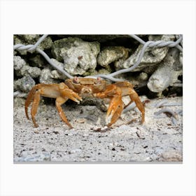Crab In The Sand rocks maldives Canvas Print