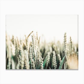 Sunny Wheat Field Canvas Print