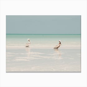 Birds At The Beach In Mexico Canvas Print