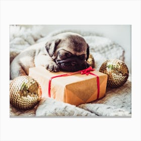 Pug Puppy Sleeping On Christmas Present Canvas Print