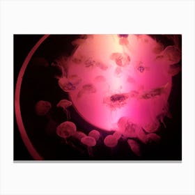 Neon jellyfish Canvas Print