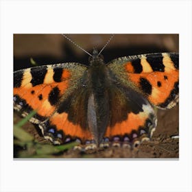 Tawny Owl Butterfly Stampe su tela