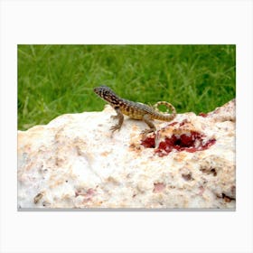 Lizard On A Rock Canvas Print