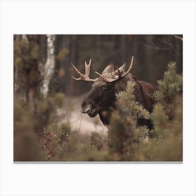 Montana Moose Canvas Print