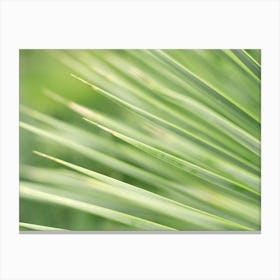 Green Leaves of a Palm Tree // Nature Photography  Canvas Print