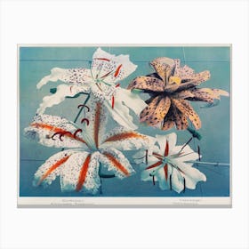 Lily, Hand Colored Collotype From Some Japanese Flowers (1896), Kazumasa Ogawa 1 Canvas Print