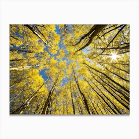 Aspen Trees Canvas Print