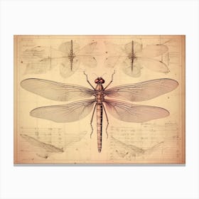 Educational Dragonfly Anatomy Canvas Print