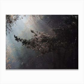 Forest Canopy Canvas Print