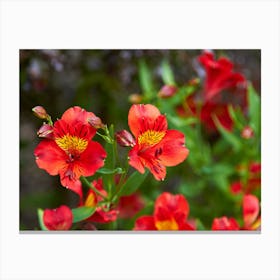 Red Flowers Canvas Print