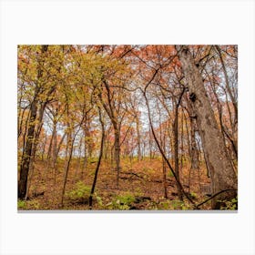 Idyllic Autumn Forest Landscape Canvas Print