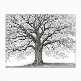 maple tree pencil sketch ultra detailed 6 Canvas Print