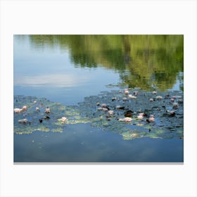 Water lilies and summer reflection in a pond Canvas Print