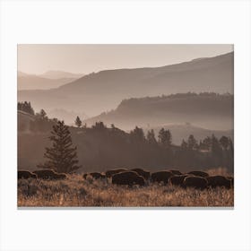 Bison Herd At Sunrise Canvas Print