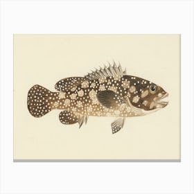 Unidentified Fish, Luigi Balugani (11) Canvas Print