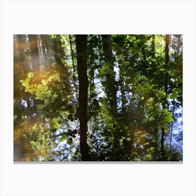 Reflection of trees and leaves in water Canvas Print