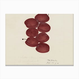 Plums Canvas Print