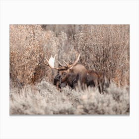 Bull Moose In Brush Canvas Print