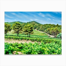 Vineyards in Alpilles Provence France. The image shows a lush, green landscape featuring rows of vineyards and scattered trees under a bright blue sky with wispy clouds. In the background, gently rolling hills covered in dense, green foliage stretch across the horizon, creating a peaceful, rural scene that likely resembles a Mediterranean or Southern European countryside, perfect for cultivating grapes and other crops. The mix of natural greenery and organized agriculture suggests a well-maintained, serene environment. Canvas Print