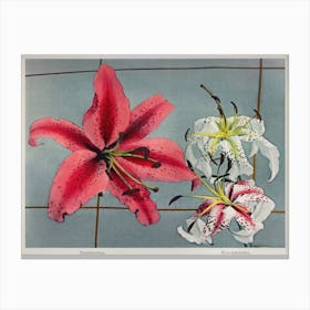 Lily, Hand Colored Collotype From Some Japanese Flowers (1899), Kazumasa Ogawa Canvas Print