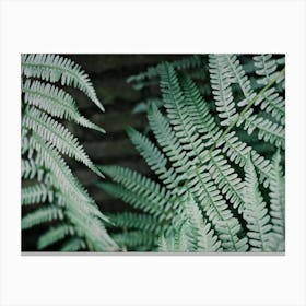 Green Leaves Of A Fern // Nature Photography Canvas Print