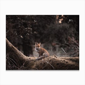 Forest Red Fox Canvas Print