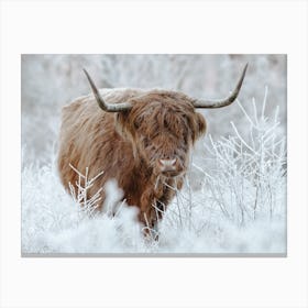 Winter Highland Cow Canvas Print