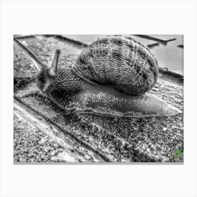 Snail On The Sidewalk 20150808606ppub Canvas Print