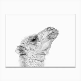 Camel Portrait Canvas Print