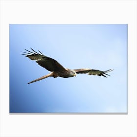 Red Kite Stare Canvas Print