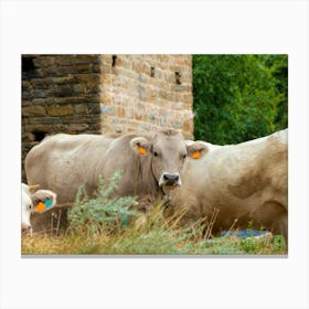 Relaxed cows 202308161249131rt1pub Canvas Print