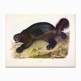 Wolverine, John James Audubon Canvas Print