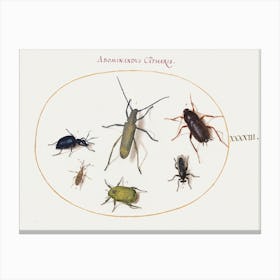 A Golden Bloomed Gray Longhorn, Tansy Beetle, Cockroach, Leaf Footed Bug, And Other Insects (1575–1580), Joris Hoefnagel Canvas Print