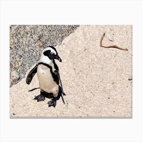 Penguin On The Beach (Africa Series) Canvas Print