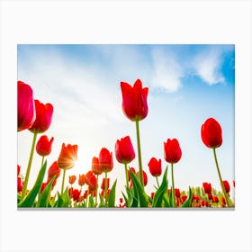 Red Tulips Canvas Print