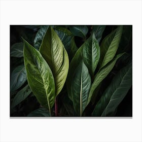 Dark Green Leaves Canvas Print