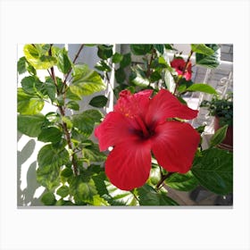 Red Hibiscus Flower Canvas Print